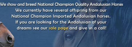 andalusians for sale