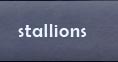 stallions