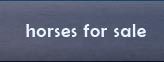 horses for sale