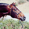 Stallions