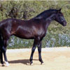 Mares
