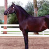 Mares